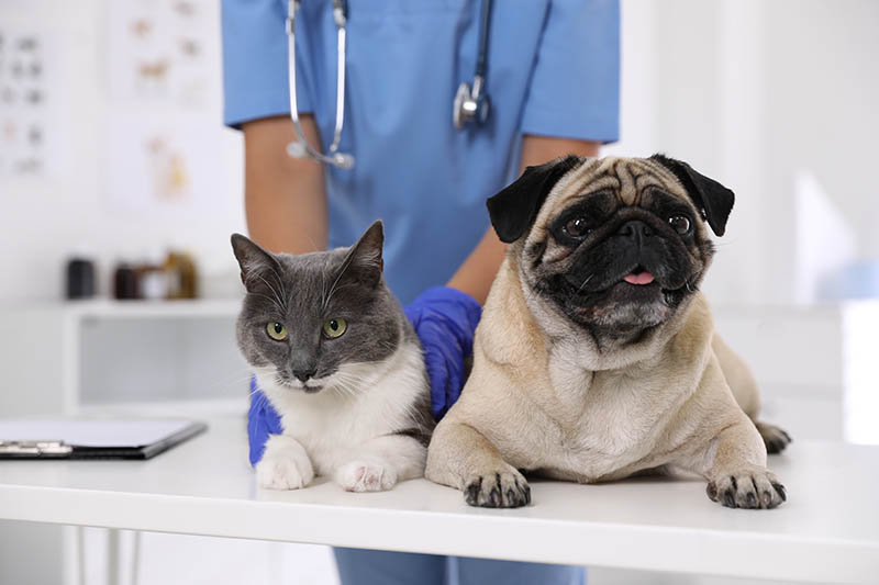 Dog and Cat in a clinic.